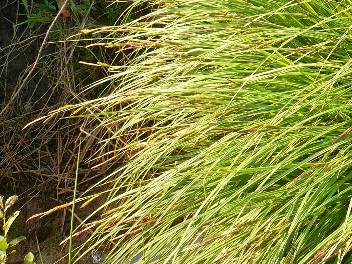 Carex elata subsp. elata (Cyperaceae)